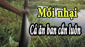 Câu cá tra , mồi chuẩn cá ăn quá dữ giật rớt cần xuống nước luôn