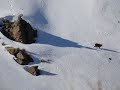 Alpine Tahr Hunting NZ (Part 1)