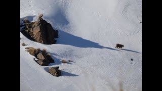 Alpine Tahr Hunting NZ (Part 1) by Altitude hunting 2,798 views 2 years ago 19 minutes