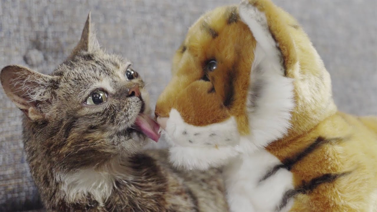Lil BUB Helps Save TIGERS - YouTube