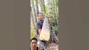 Giống Măng Siêu To Khổng Lồ