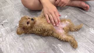 Zoey & Archie's little ladies LOVE belly rubs  tiny toy poodle puppies