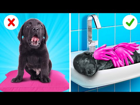 Dog Needs Your Help!🐶 Best Tips on How to Be the Perfect Pet Owner