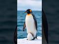 “Penguin Dads Survive –60°C to Protect Their Eggs! 🐧❄️” #penguin #wildlife #antarctica #unbelievable