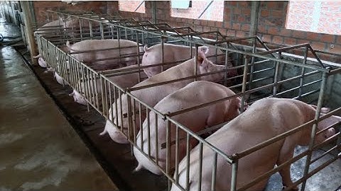 Muốn Nuôi 5 Heo Nái Cần Bao Nhiêu Vốn