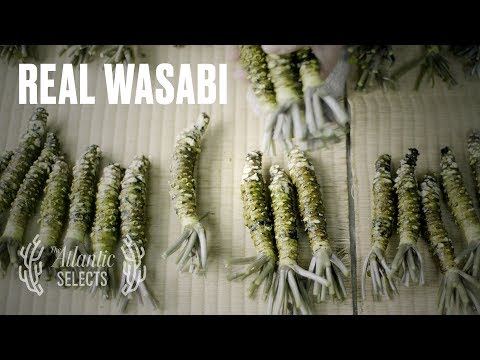 A verdade sobre o wasabi