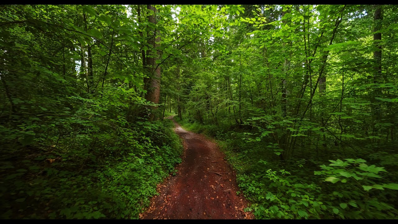 Forest Therapy | Moody Forest Walks in the Alps (4K HDR)