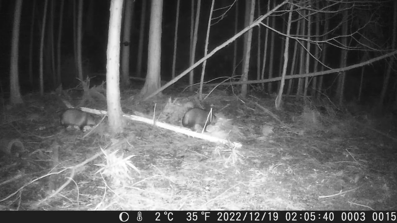 2022 12 19 西尾市 狸 2