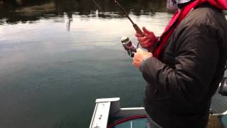 Double hook up: Ling Cod