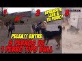 5 perros vs 1 pitbull Lenguaje Canino!