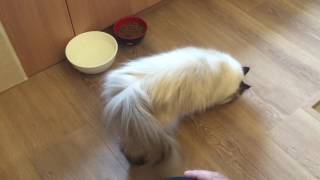 Fara the Himalayan Cat