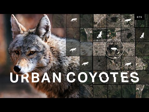 Why urban coyote sightings are on the rise