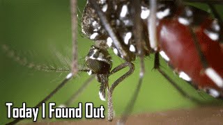 Where Mosquitoes Go During The Daytime