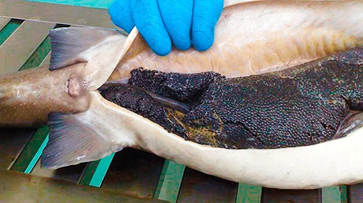 The Most Expensive Caviar In The World, The Amazing Process Of its Production