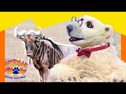 🐃 Wildebeests vs. Sea Turtles! Why Do They Migrate? 🐢 | Full Episode | Animals Show for Kids