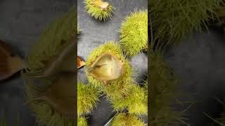 Were Saving the American Chestnut