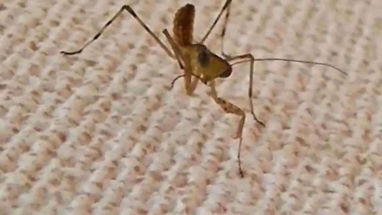 生き物 昆虫 かわいい カマキリの 赤ちゃん Youtube