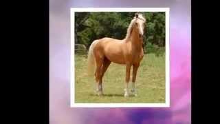 Guess The Horse/Ponies Breeds!!! screenshot 5