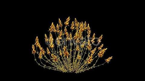 Yellow Calluna | Motion Graphics - Envato elements