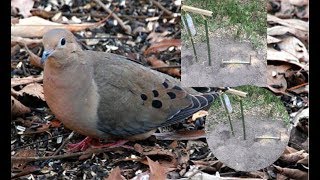 DIY Simple Bird Trap / Catch dove by simple Trap That work 100%