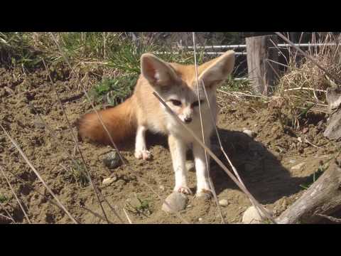 Video: Wüstenfennek. Wüstenfuchs als Haustier