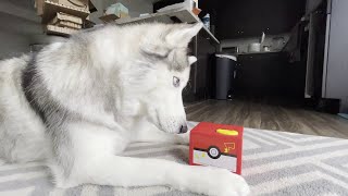 Husky Confused by Treat Stealing Toy || ViralHog