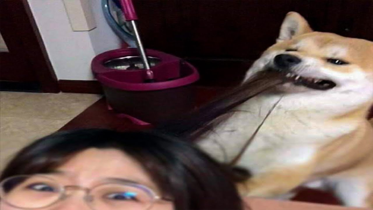 [FUNNIEST ANIMALS 2019] Funny and Cute dogs Videos