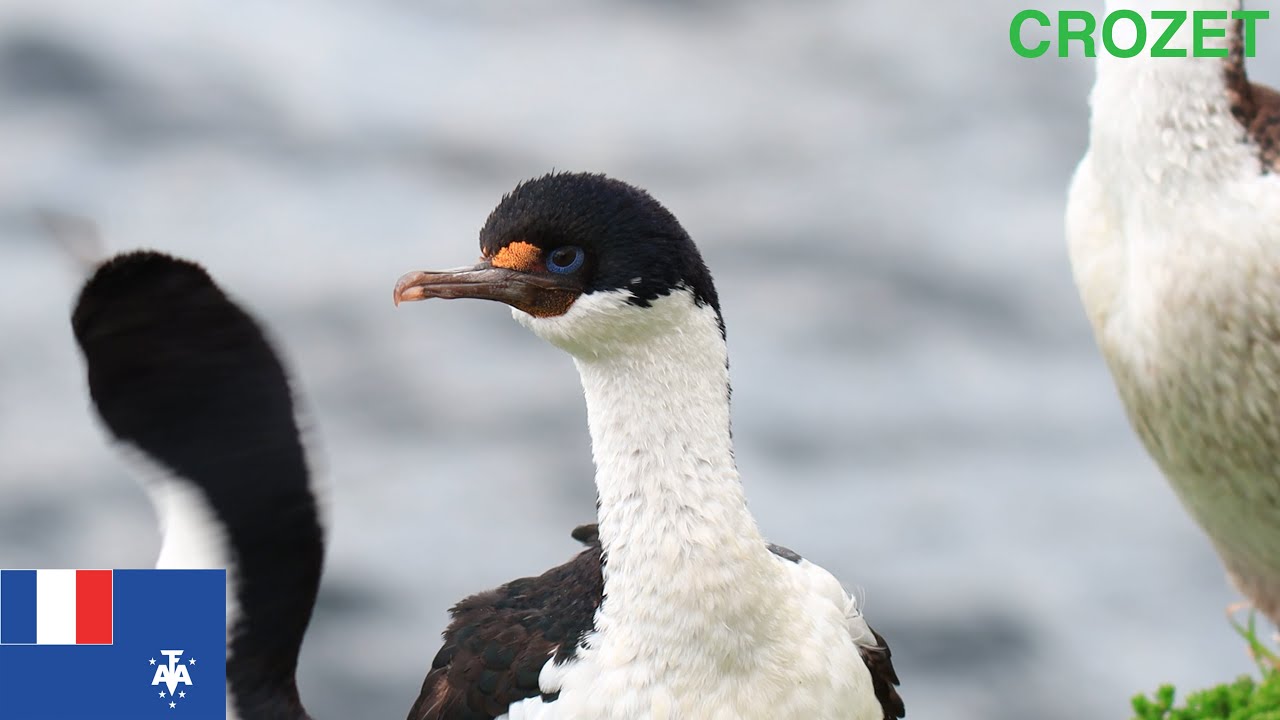 Les Cormorans du Cap Chivaud et de ses environs - Archipel Crozet