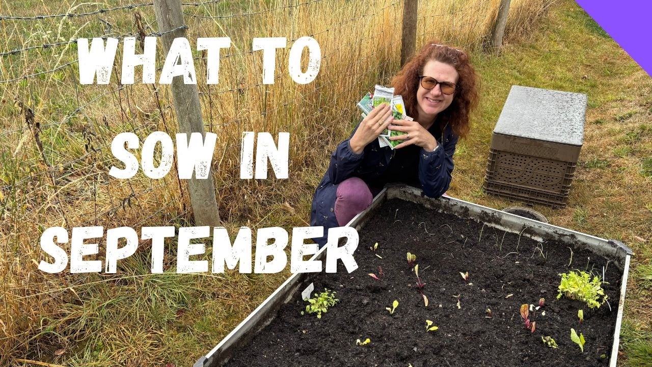 What To Sow In September - Allotment Gardening For Beginners UK - YouTube