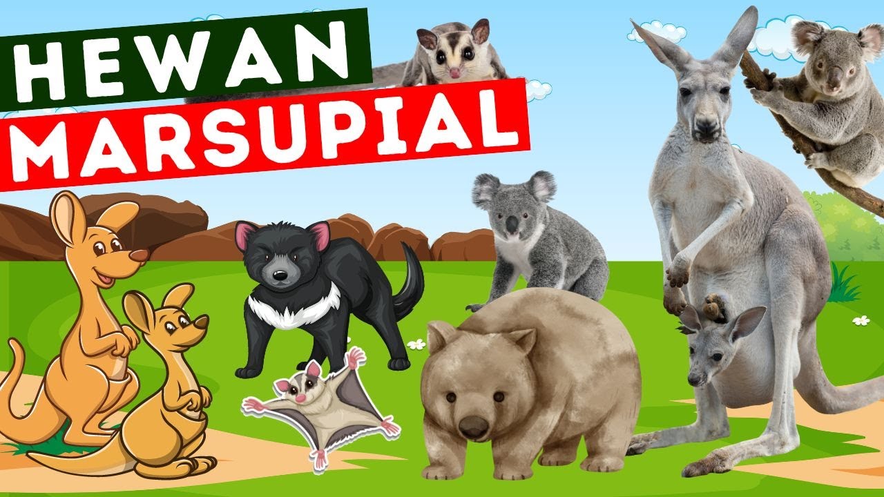 Hewan Unik, Lucu, dan Berkantung Khas Benua Australia | Bukan cuma