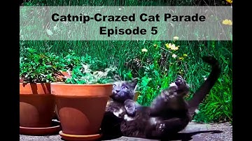 Catnip-Crazed Cat Parade Episode 5