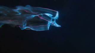 Welcome To Xyz Gaming Epic Adventures, Nonstop Action