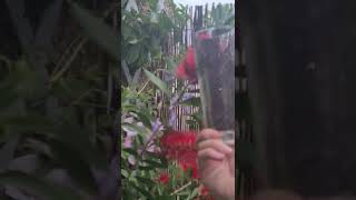 CALLISTEMON. Una planta súper práctica! 🤣