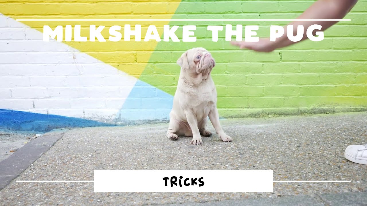 Pet Influencer Milkshake the Pug shows us his top tricks!