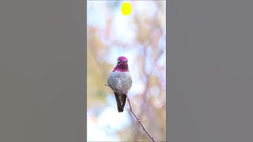 Sweet Hummingbird sound #shorts #shortsfeed