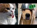 Funny animals cats and dogs try not to laugh challenge 86