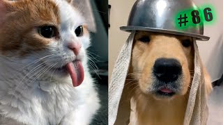 Funny animal videos cats and Dogs 🤣Try not to laugh Challenge! №86