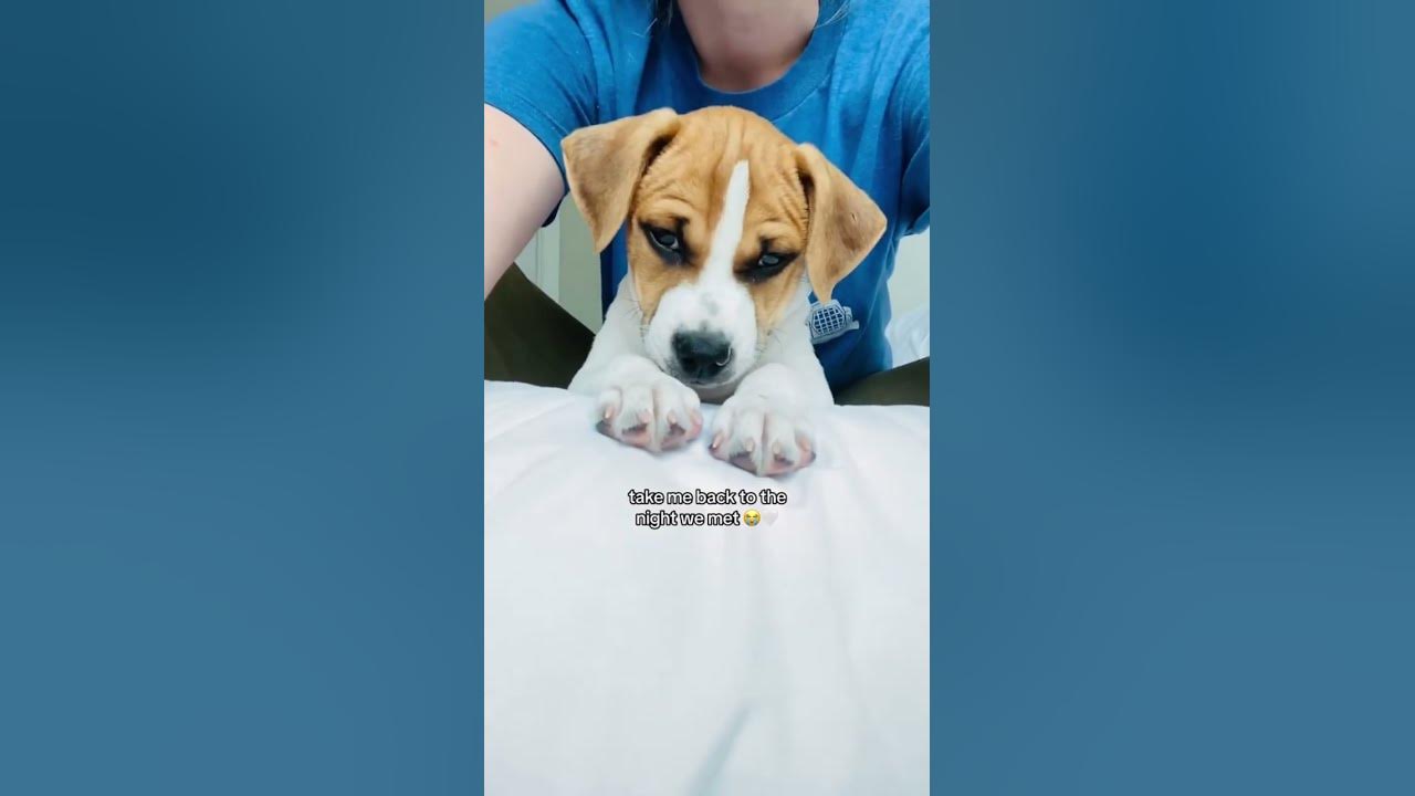 The Wild Rescue Puppy That Changed My Life Take Me Back To The Night the-wild-rescue-puppy-that-changed-my-life-take-me-back-to-the-night