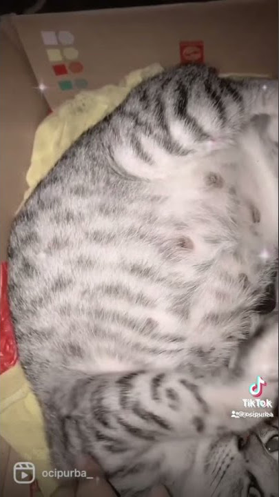 Kucing melahirkan macan ahaa