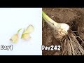 スーパーのにんにく再生栽培(リボべジ) / How to regrow garlic from store bought garlic