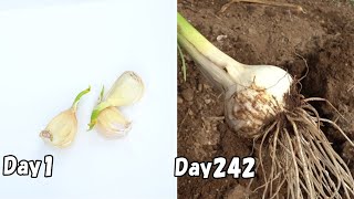R...jgdにんにく栽培終了 にんにく栽培、最後の直線！ – Farm 丘の上の風見鶏