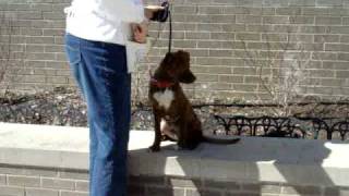 Quentin-Available At The Humane Society Of Missouri