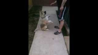 Akita 15 week puppy Kenzie doing basic tricks
