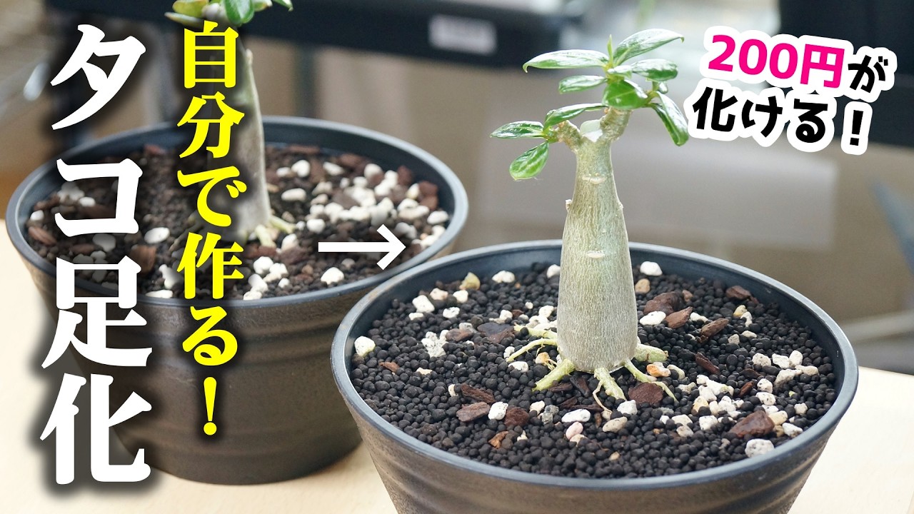 a99 アデニウム タコ足 鉢サイズアップ 100均でも買える観葉植物を魔改造した結果…!タコ足化は○○が超