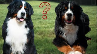 What Bernese Mountain Dog is Capable of