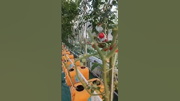 Manjakan Mata | sebelum panen Tomat Cherry. #tomathidroponik #cherrytomatoes #hidroponik #kupangntt