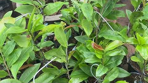 Cúc hông Lộc mai,200k/cặp,bao ship,0397142252,13/9/2020