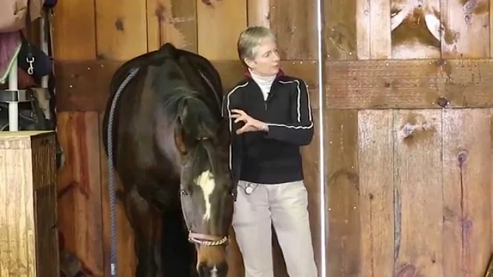 Equine Chiropractic Session with Dr. Patricia Blak...