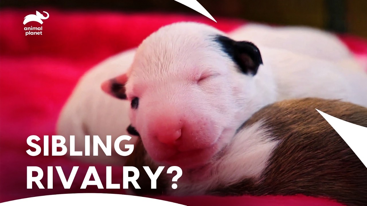 Eight Bull Terrier Pups Running Wild—Mom’s Toughest Challenge Yet | Too Cute | Animal Planet