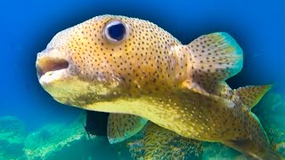 Blowfish Are So Smart Amazing Ocean Animal Friends